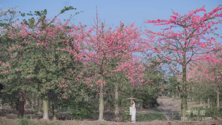 [COS福利] 桜桃喵 - 溫柔之漢服桃花